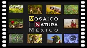 Mexico_Mosaico_Natura