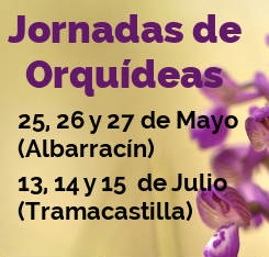 Orquideas_Albarracin