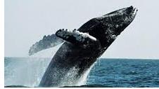 Balena jorobada