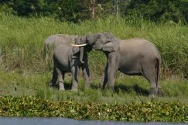 India_elefantes