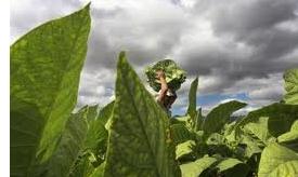 Tabaco en Nicaragua