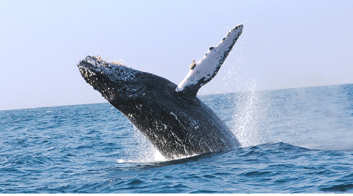 Riviera_Nayarit