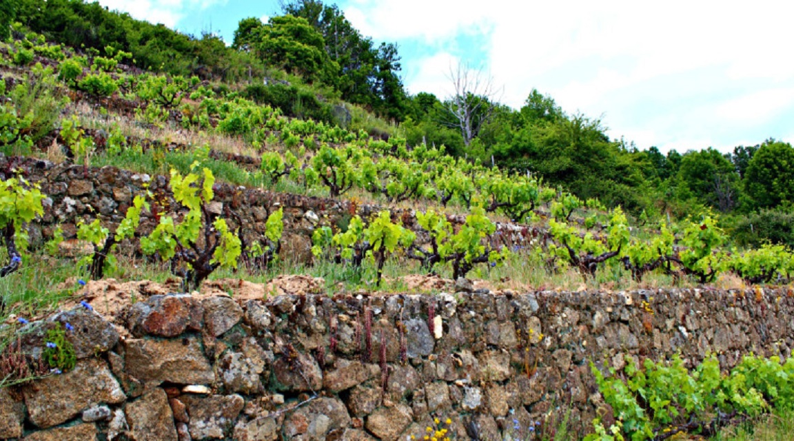 Rutas del Vino Salamanca