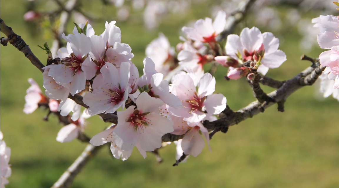 Figueiras_Fiesta_Almendros