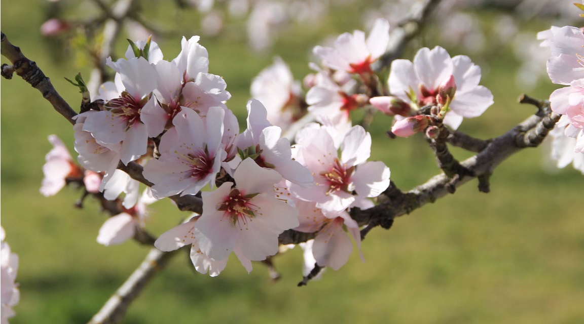 Fiesta de los Almendros en Flor, Figueiras de Castelo Rodrigo | Expreso