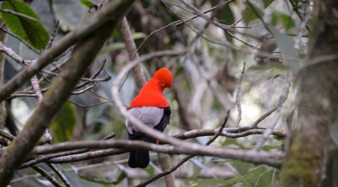 Colombia aves