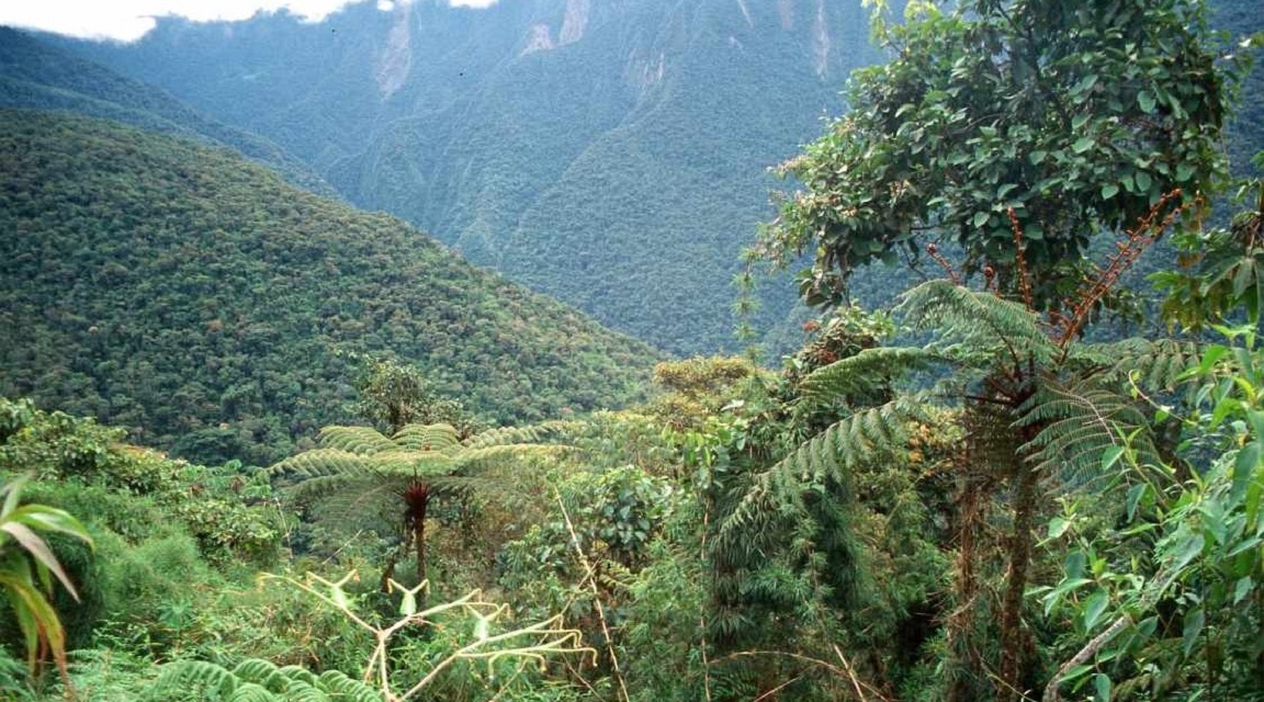 Yungas