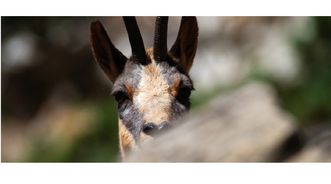 FaunaPyr