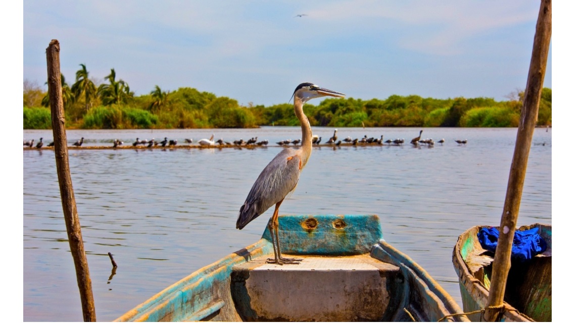 Aves Riviera Nayarit