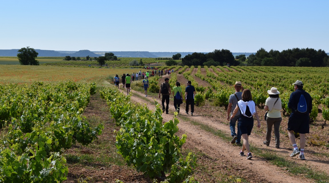 Ruta del Vino Cigales