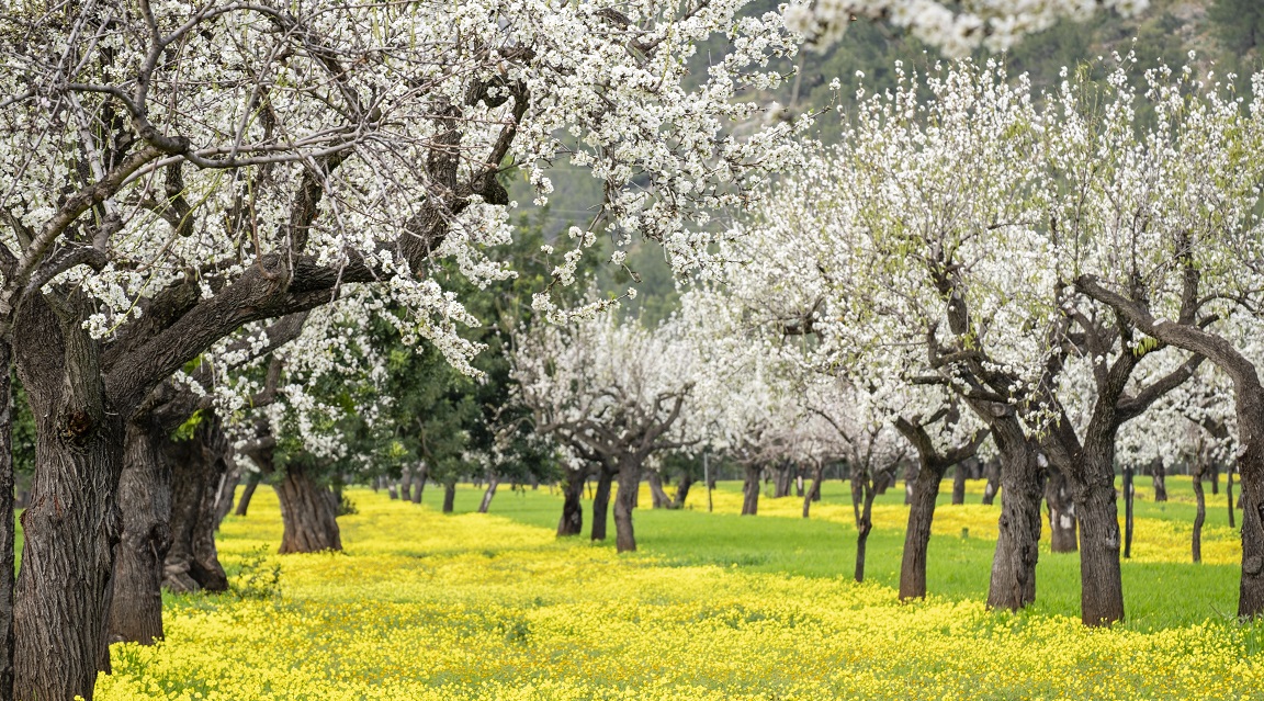 Mallorca almendros