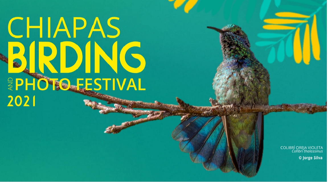 Chiapas birding festival