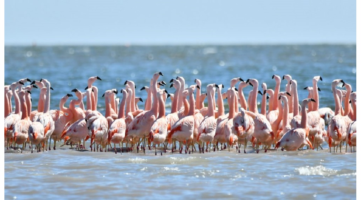 Argentina Parque Nacional Ansenuza
