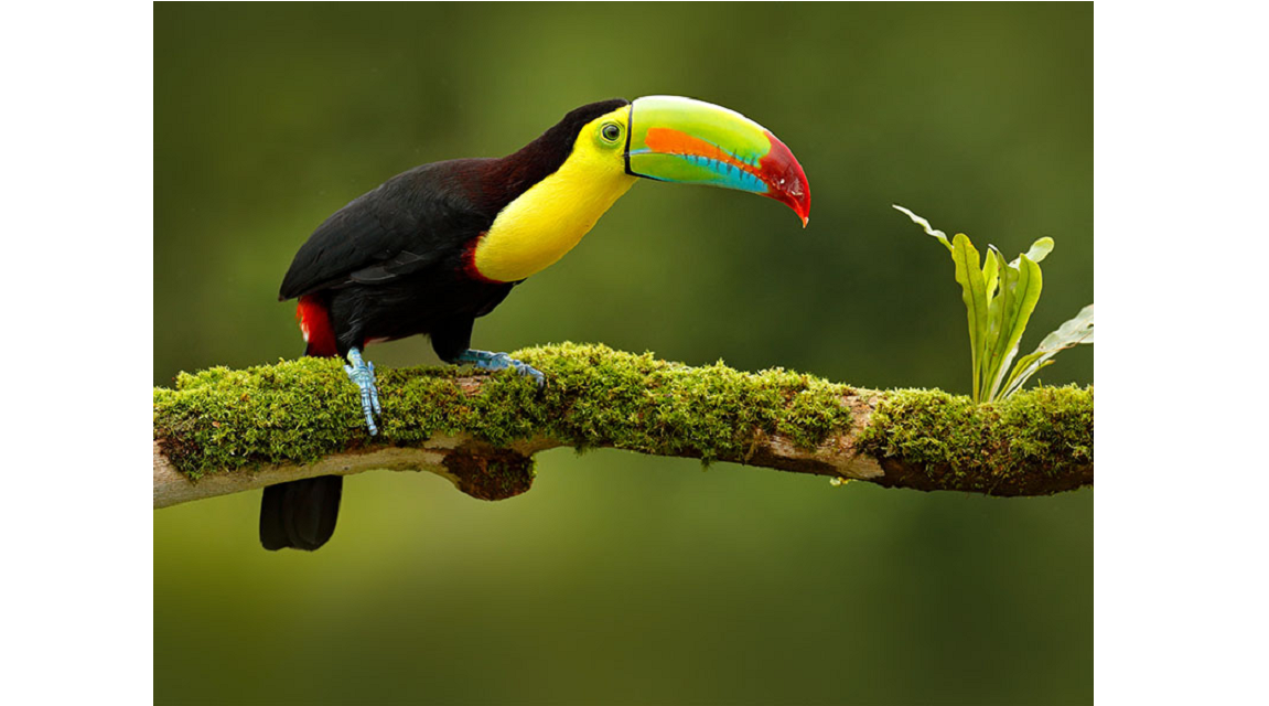 Costa Rica