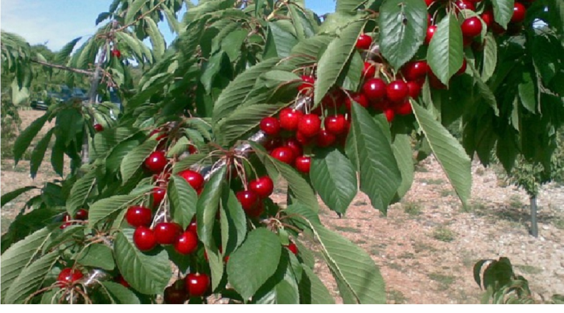 Covarrubias cerezas