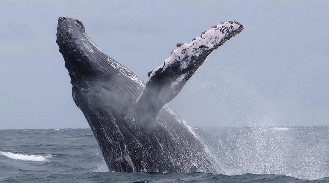 Ballena jorobada