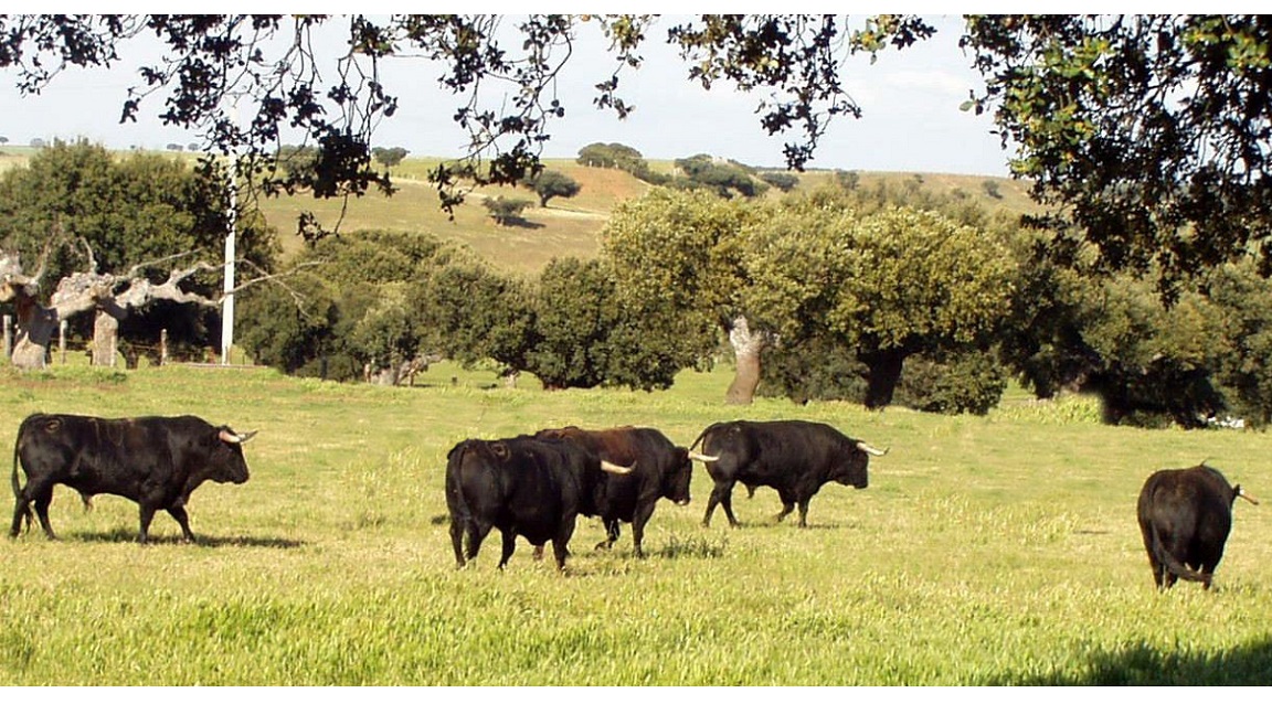 Toros Dehesa Salamanca