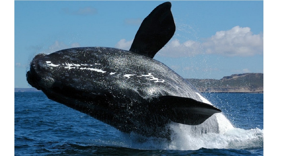 Ballena Argentina Patagonia