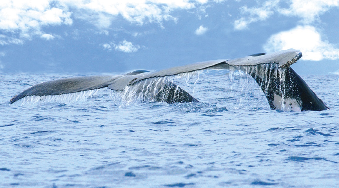 Costa_Rica ballenas
