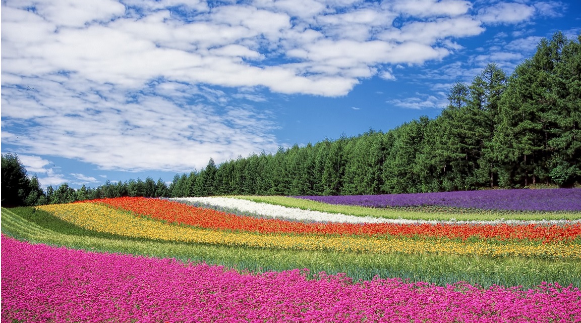 Campos de flores, la estampa más colorida del verano japonés | Expreso