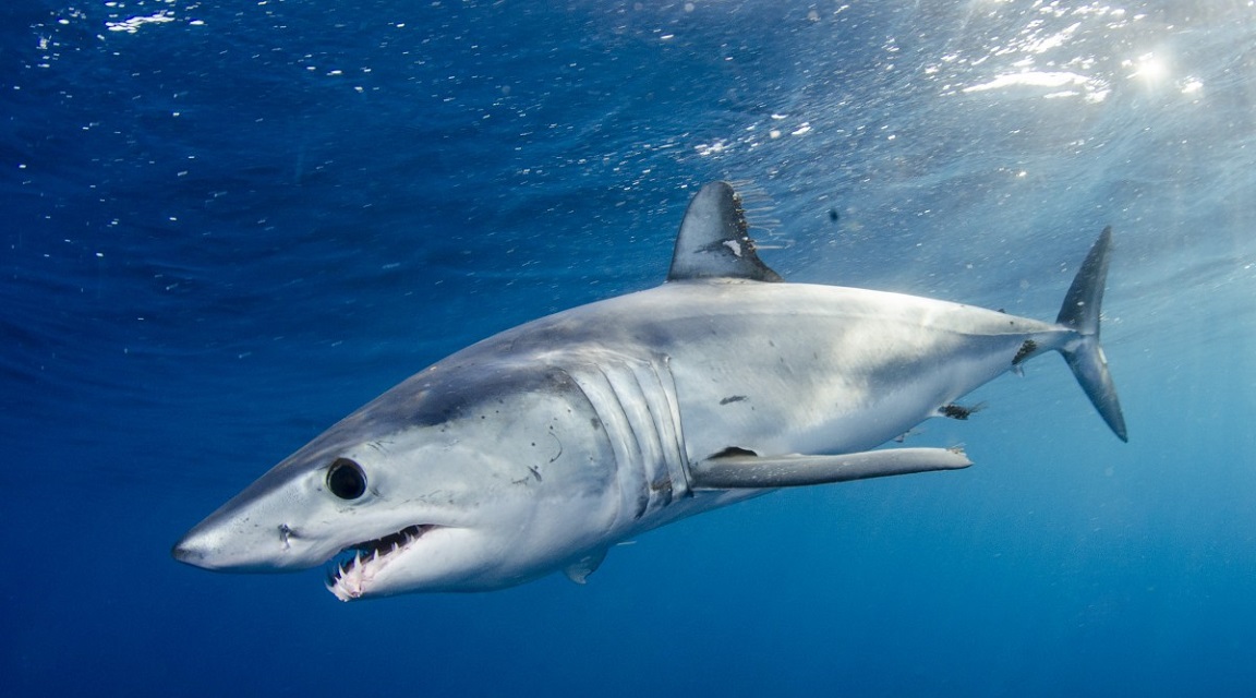 Tiburón