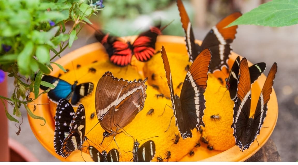 Colombia mariposas