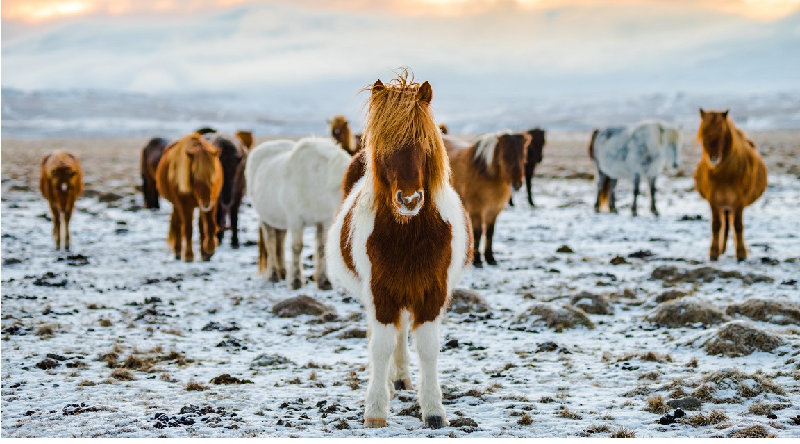 Islandia caballo
