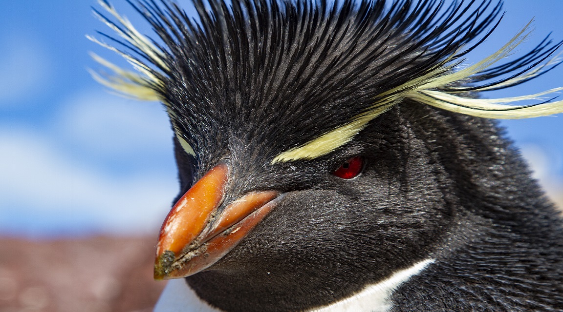 Pingüino penacho
