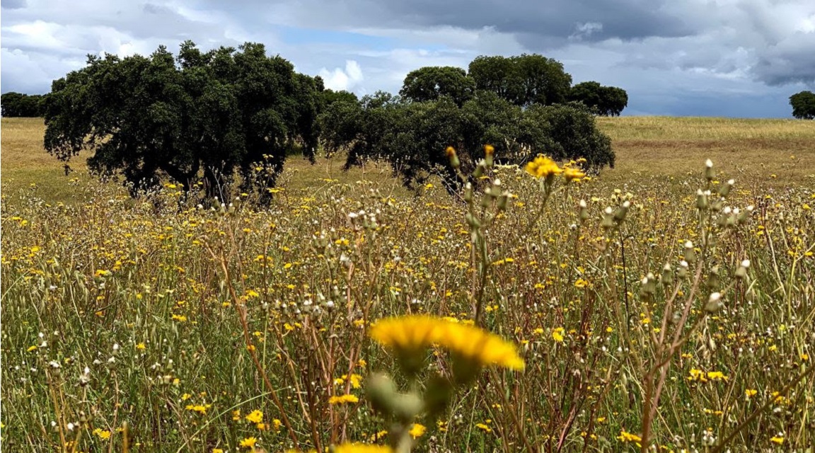 Alentejo