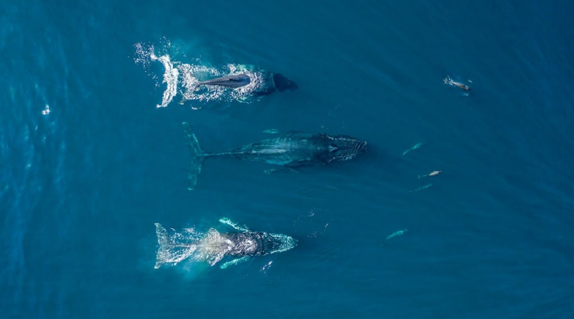 Ballenas