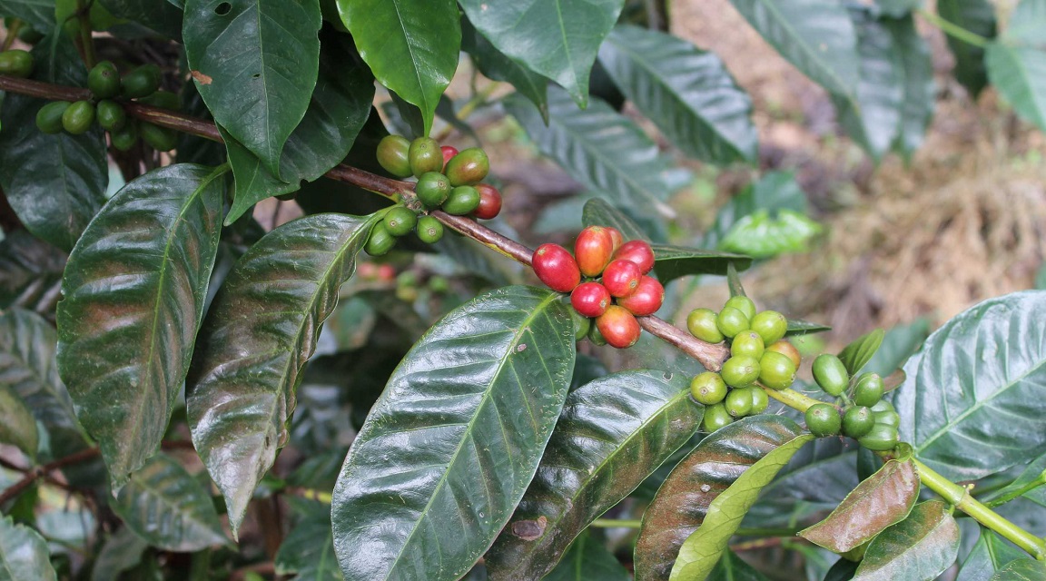 Panamña café