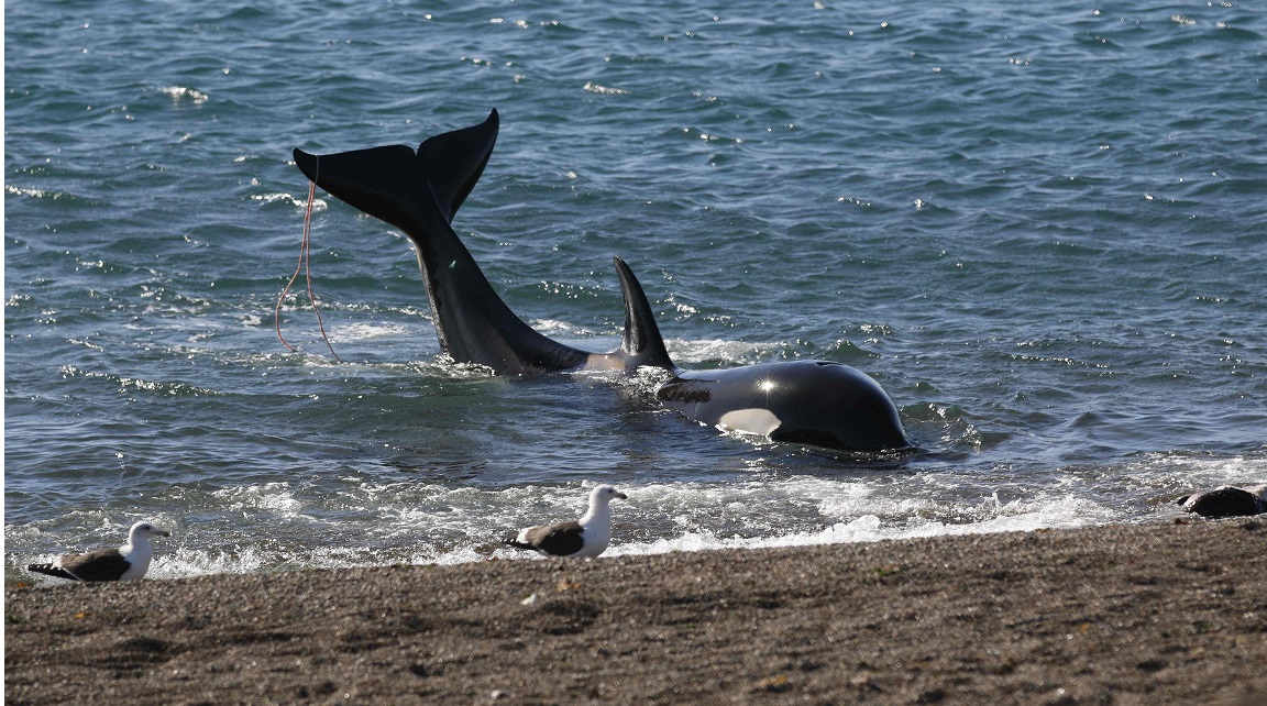 Argentina Orcas