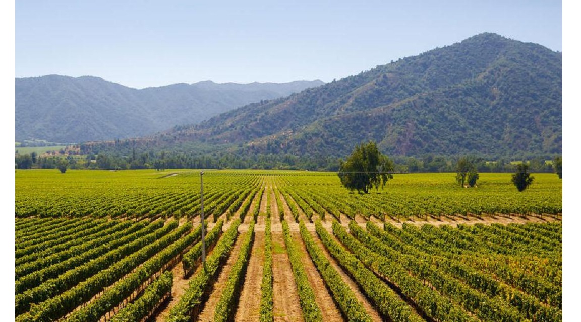 Valle de Colchagua CHILE