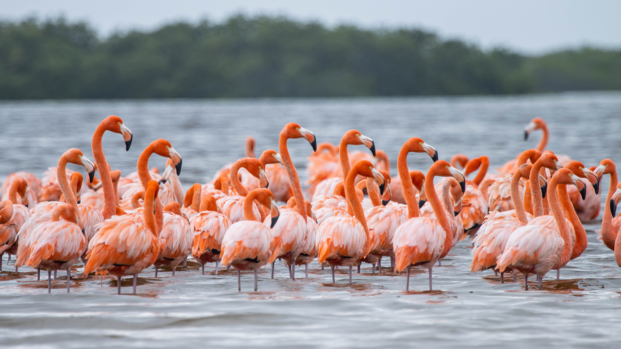 FLAMENCOS