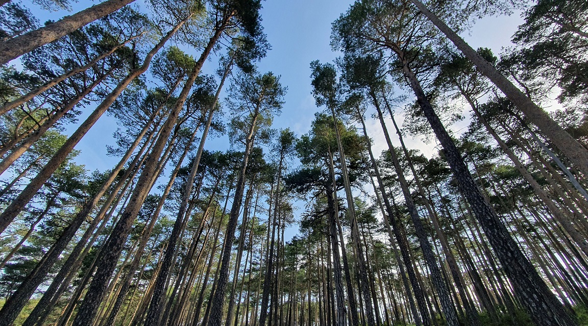 Montes Universales bosque