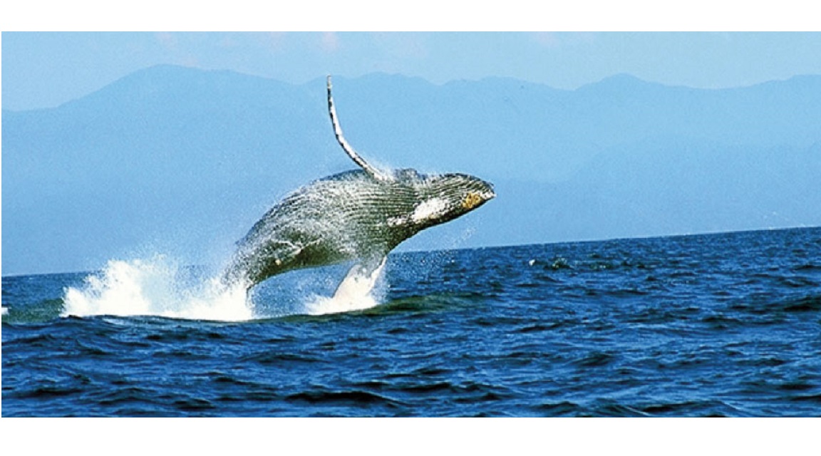 Perú ballena