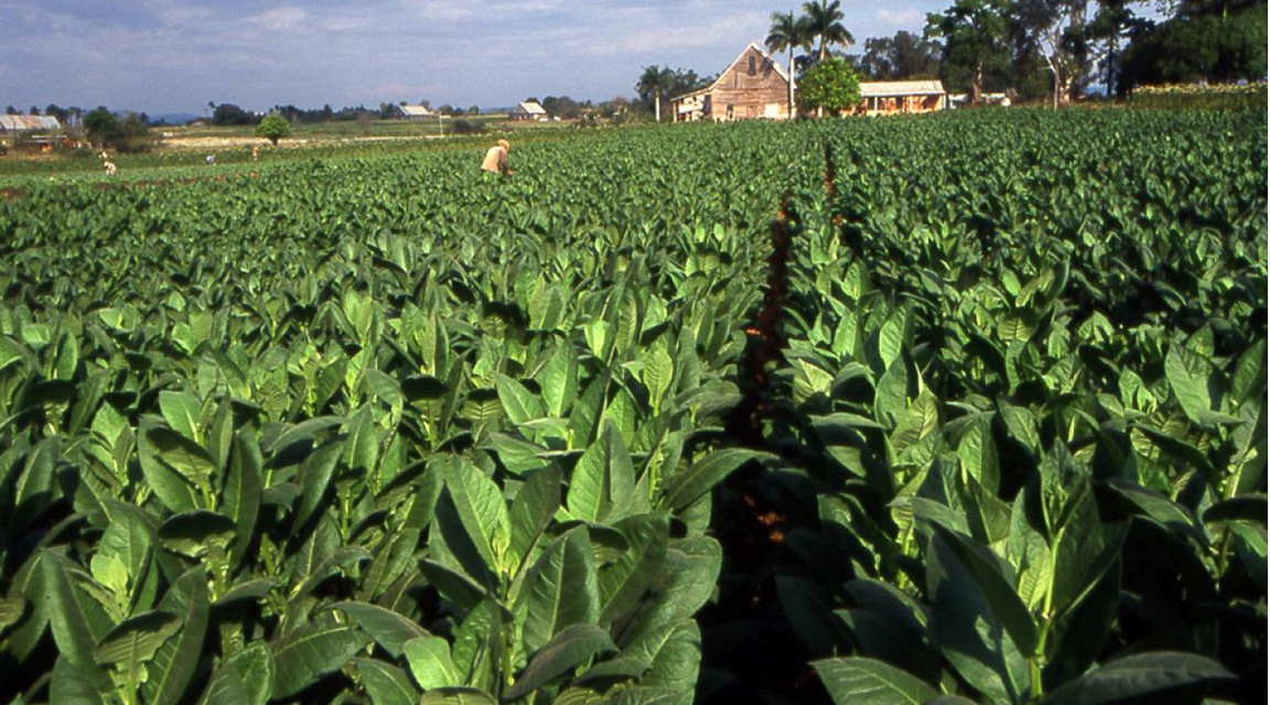 Cuba Ruta del Tabaco