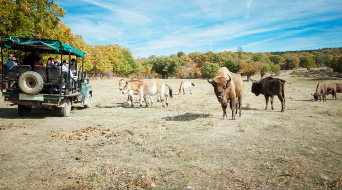 Burgos safari