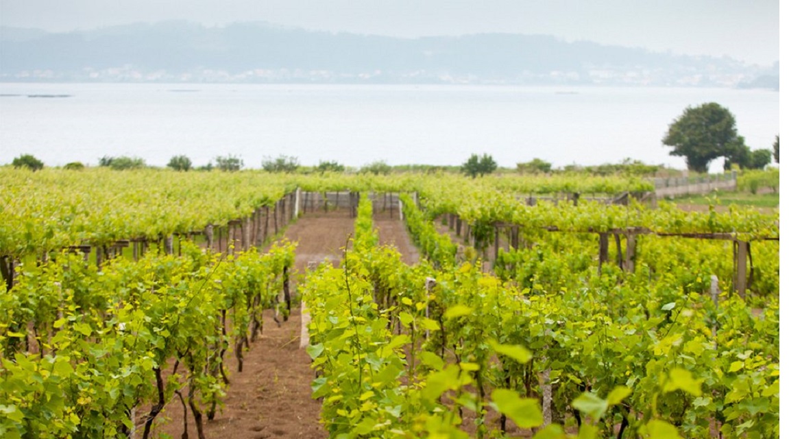 Ruta Vino Rías Baixas