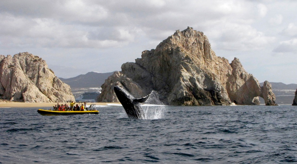 Los Cabos ballenas