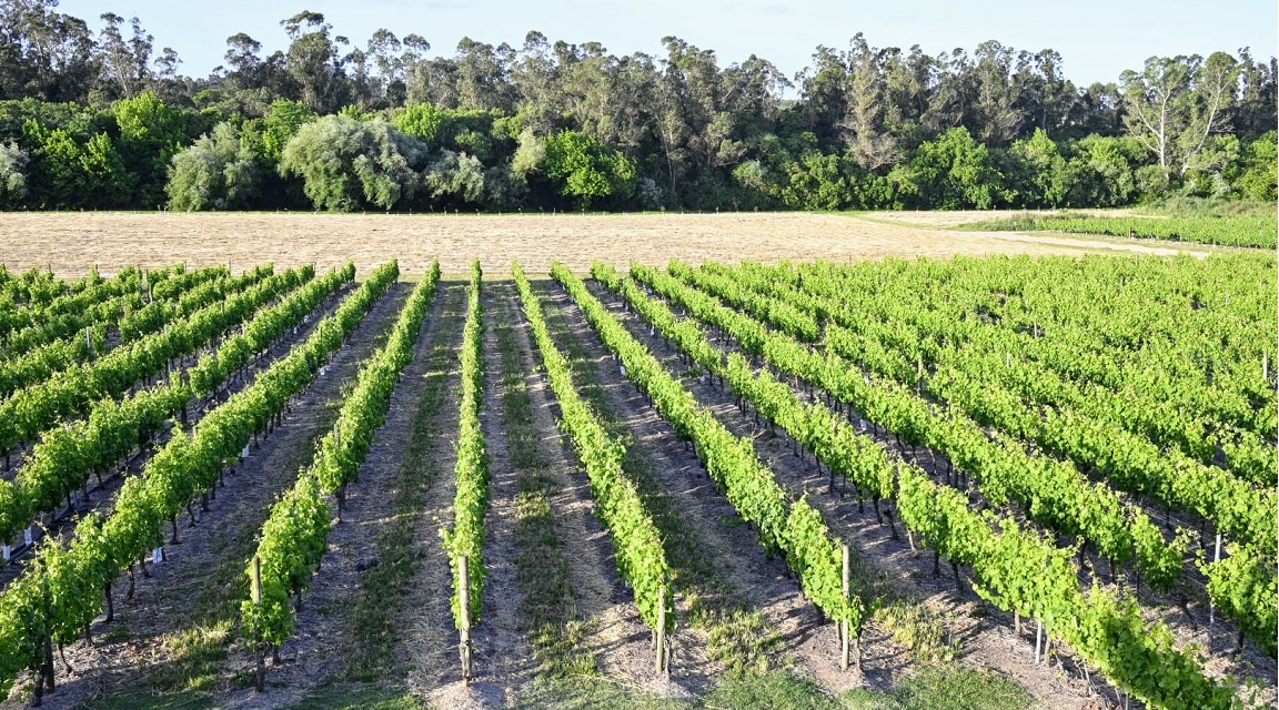 Uruguay enoturismo