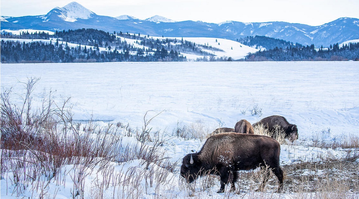 Yellowstone