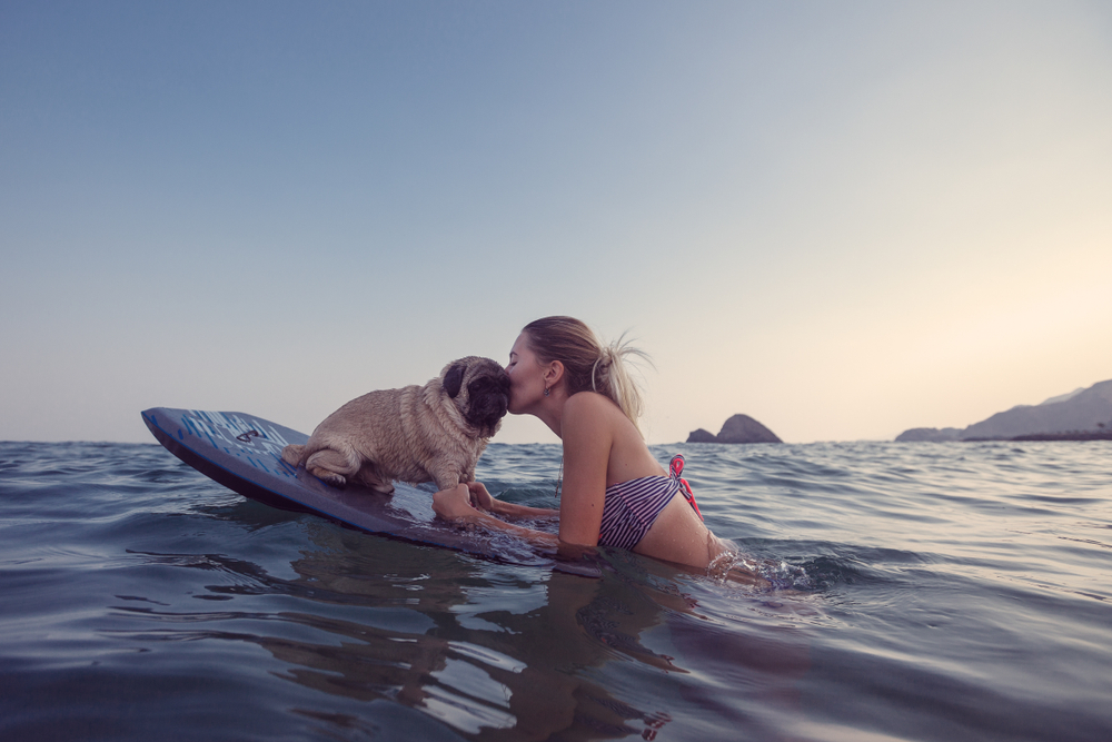 perro surf