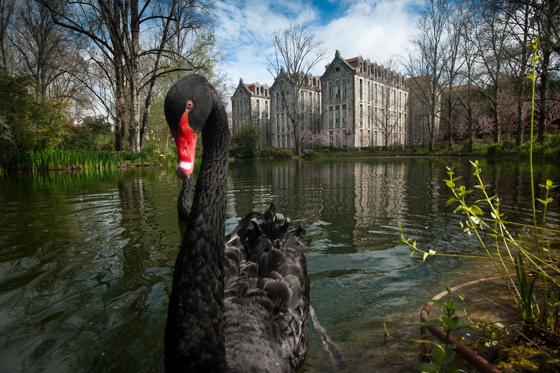 caldas cisne