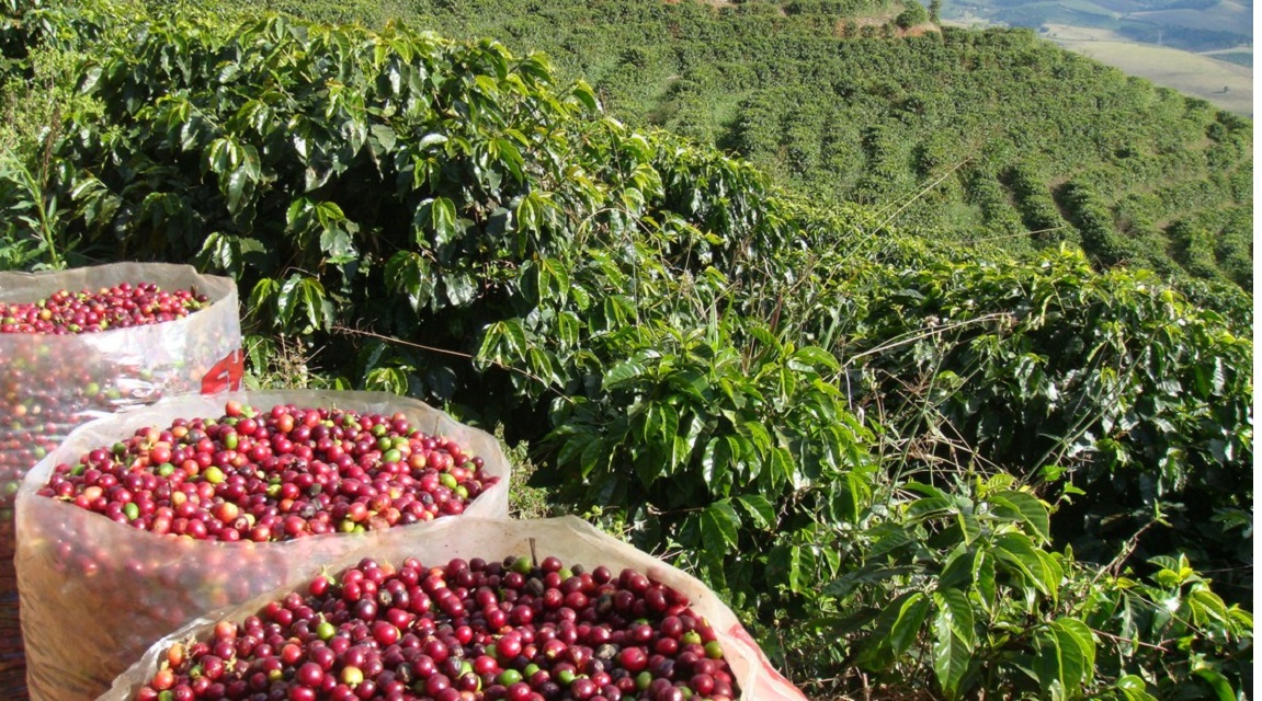 Café do cerrado