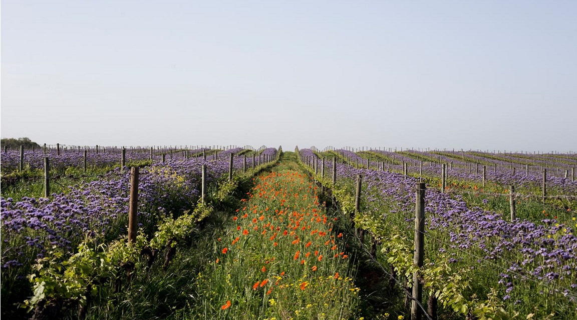 Alentejo