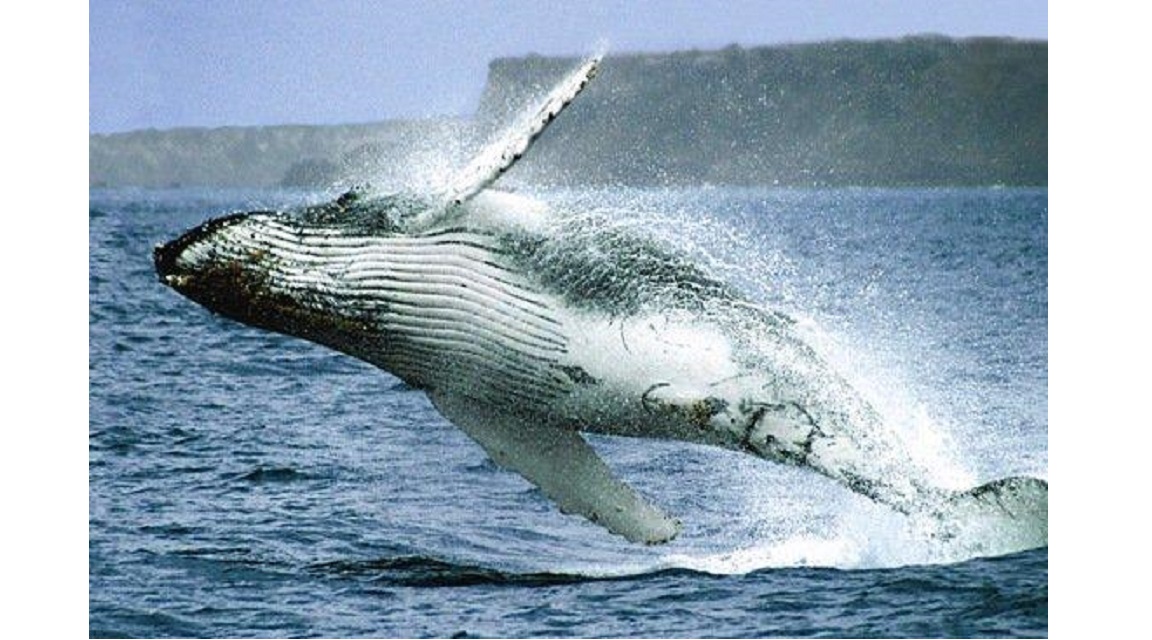 Ballenas Puerto López