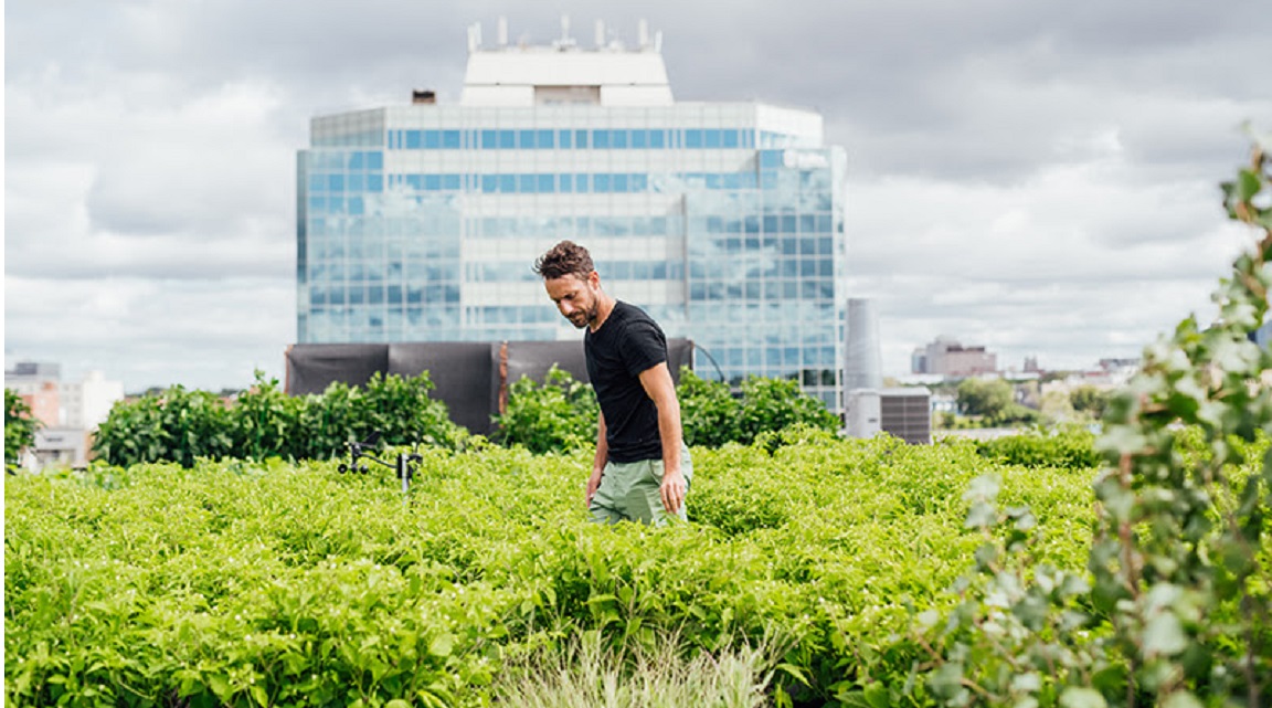 Montreal agricultura urbana