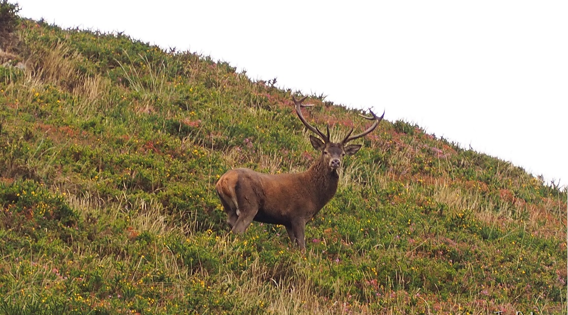 Asturias - Berrea