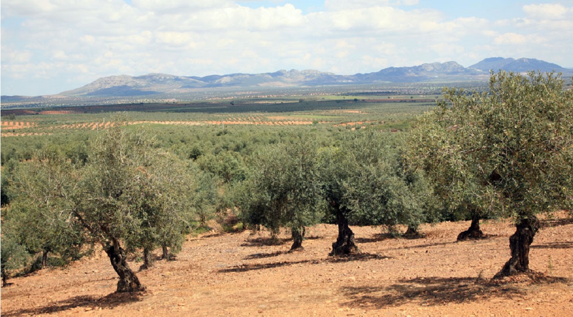 Ruta Aceite Sierra Gata